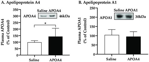 Levels Of Plasma Apolipoprotein A4 A And A1 B In 5 H Fasted Mice