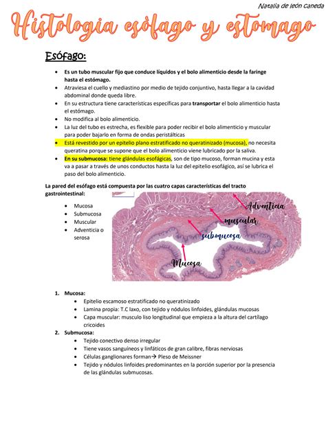 Solution Histologia Esofago Y Estomago Studypool