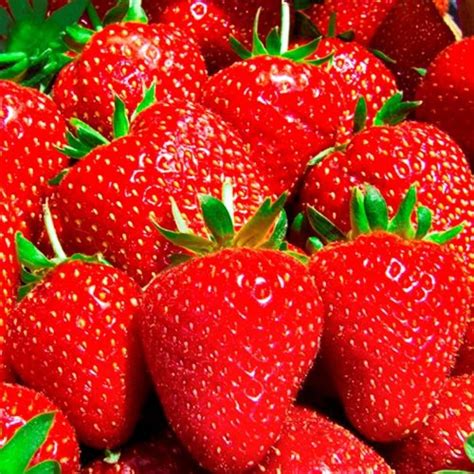 Jual Bibit Benih Biji Buah Giant Strawberry Biji Tanaman Pohon