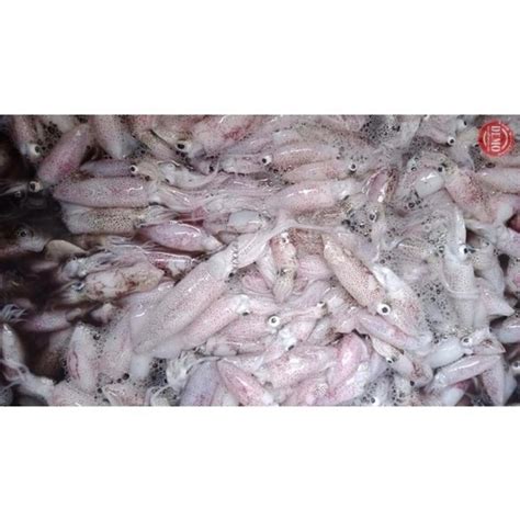 Jual Cumi Baby Segar Fresh Kg Cumi Seafood Hasil Laut Harian