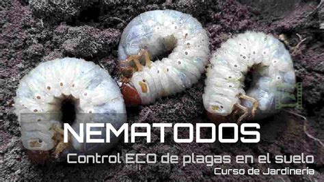 Cómo eliminar los Gusanos del SUELO de forma NATURAL con NEMATODOS v78