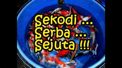 Paket Kodi Serba Sejutaan Harga Reseller Dua Putri Koi