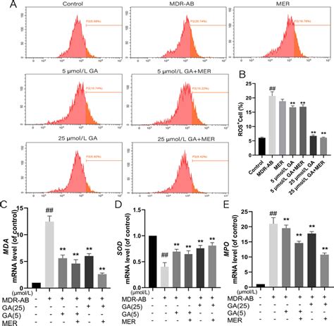 Effects Of GA On MDR AB Induced ROS Expression Of A549 Cell After 12 H