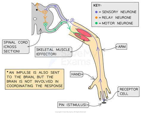 Divisions Of The Nervous System A Level Psychology Revision