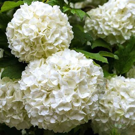 Гортензия крупнолистная Вуду (Hydrangea macrophylla Wudu) купить ...