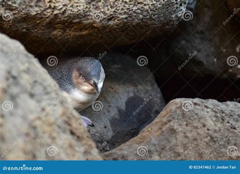 Little Penguin At St Kilda Pier In Victoria Stock Photo Image Of Wild