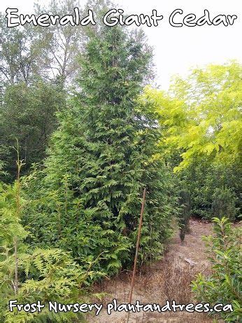 Hedging Cedars Vancouver Frost Nursery Fast Growing Evergreens Trees