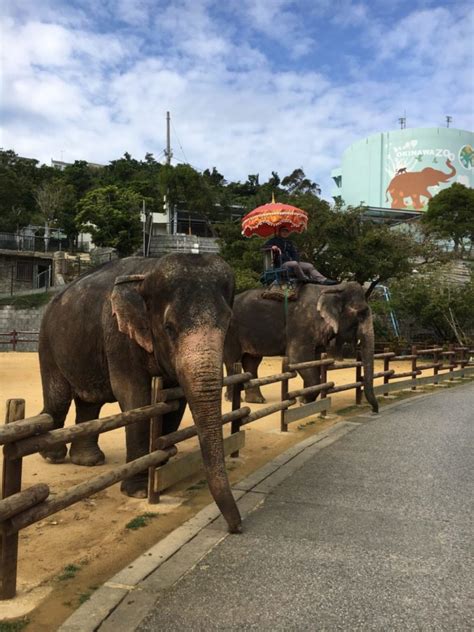 平成30年1月31日 沖縄こどもの国 Okinawa Zooandmuseum 福田りえこオフィシャルサイト