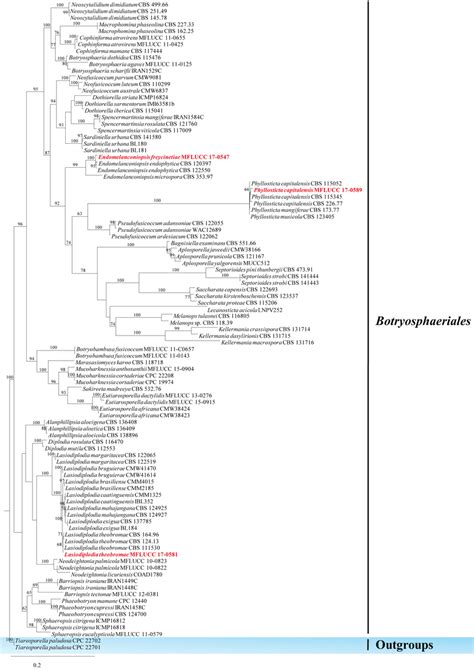 Phylogram Generated From Maximum Likelihood Analysis Based On Its Lsu