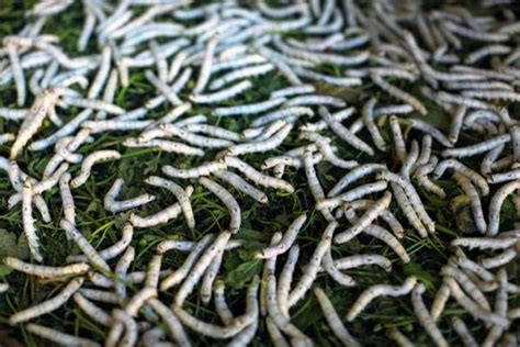 O Que Significa Sonhar Com Larvas Branca - O que significa sonhar com larvas: descubra detalhes!