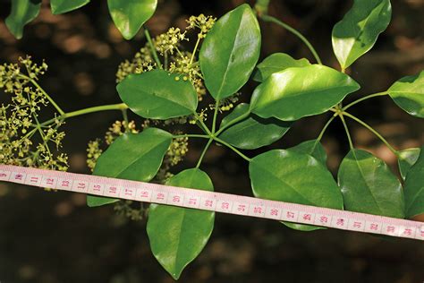 Heptapleurum Ellipticum Araliaceae Image At Phytoimages Siu Edu