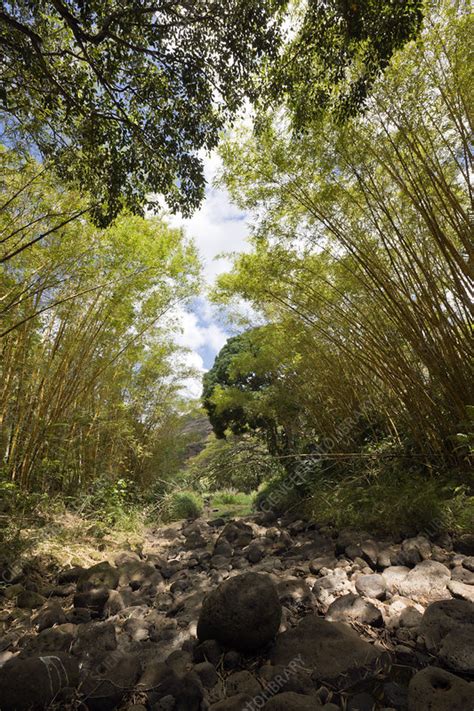 Botanical Garden Waimea Valley - Stock Image - C031/7054 - Science Photo Library