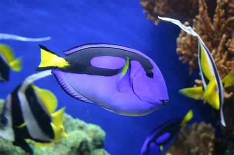 fisch unterwasserwelt bunte kostenloses foto auf pixabay
