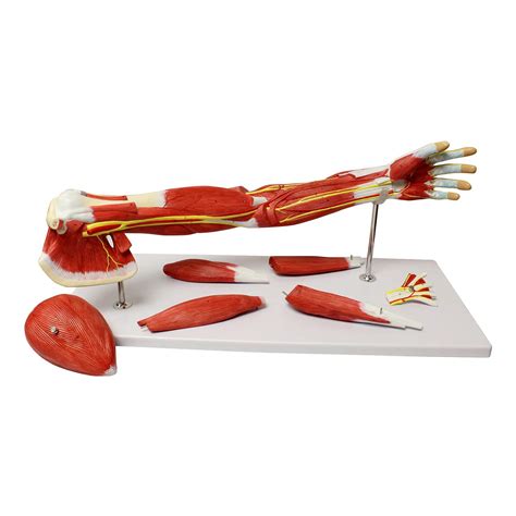 MonMed Human Arm Anatomical Muscle Model Anatomy Arm Model – Shoulder ...