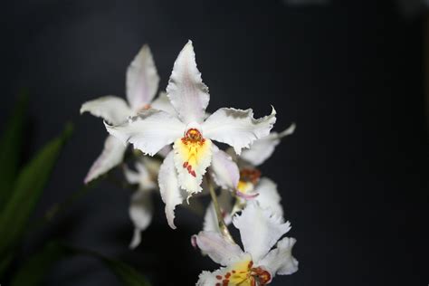 Odontoglossum crispum | Jean-Francois Brousseau | Flickr