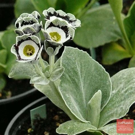Примула ушковая (Primula auricula) — описание, выращивание, фото | на ...