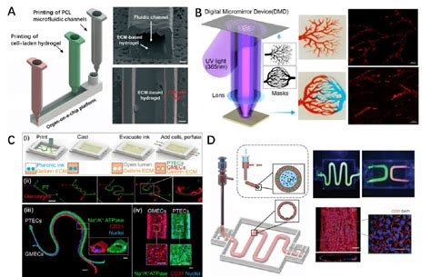 Representative 3D Bioprinted Organ On A Chip And Pharmaceutic