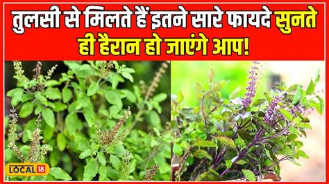 Tulsi Leaves Benefits क्या आपको तुलसी के पत्ते की यह खासियत पता है