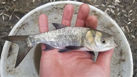 Qu Pescados Son Ricos Y Econ Micos Para Consumir En Cuaresma