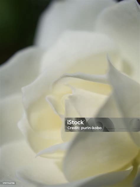 White Rose Stock Photo Download Image Now Beauty Beauty In Nature