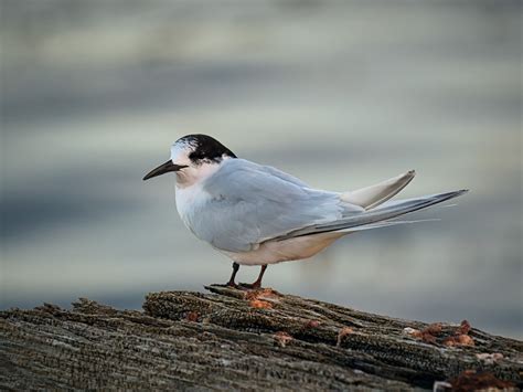 White fronted tern by Noelle Bennett / 500px