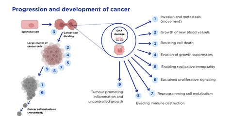 understanding  cancer develops  humane research trust