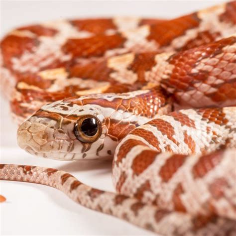 Cb Hypo Corn Snake Peregrine