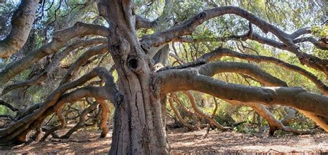 Oak An Ecological Powerhouse Arthur S Point Farm