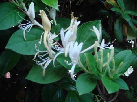 Il giardino delle Naiadi: PROFUMATISSIMO CAPRIFOGLIO