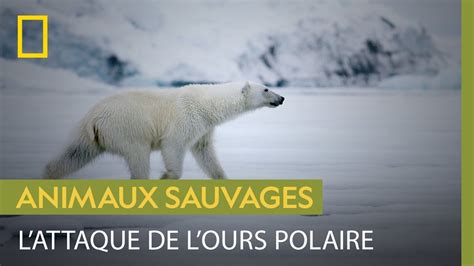 La furtivité et la puissance de l ours polaire en chasse YouTube