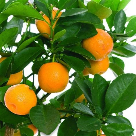 Full Sun Exposure Yellow Orange Fruit Plant For Garden At Rs 75 Piece