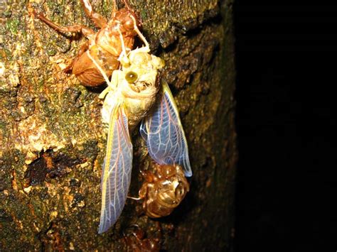 Costa Rica Cicada Mania