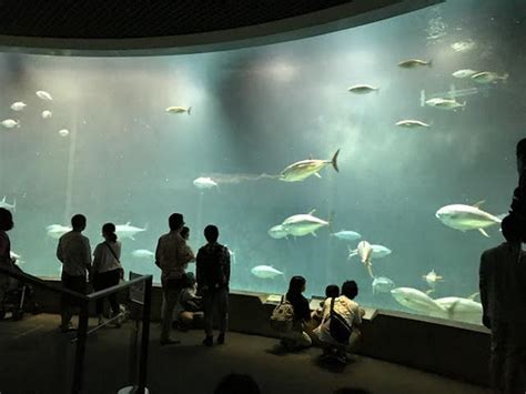 Best 10 Things to Do in Tokyo Sea Life Park