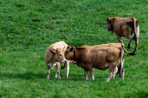 240+ Aubrac Cattle Photos Stock Photos, Pictures & Royalty-Free Images ...