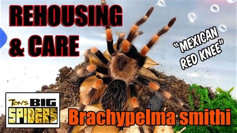 Tom's Big Spiders - Tarantulas and Inverts - Brachypelma smithi Rehouse ...