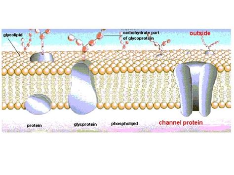 Fluid Mosaic Model