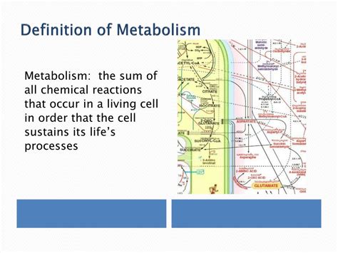 PPT - Metabolism PowerPoint Presentation, free download - ID:4181031 