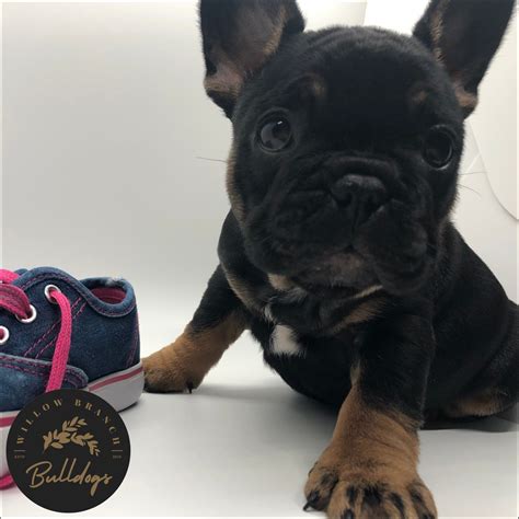 Black French Bulldog