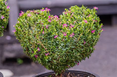 Cennet çiçeği bakımı nasıl yapılır Kufelya Cuphea hyssopifolia Evim