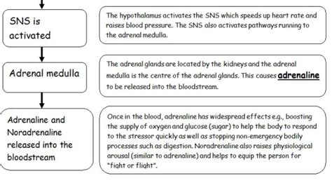 The Physiology Of Stress Including General Adaptation Syndrome Gas