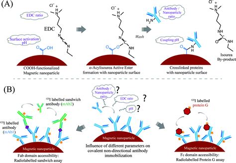 The Influence Of Covalent Immobilization Conditions On Antibody