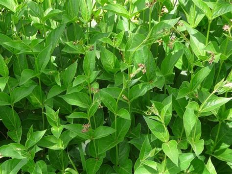 Toronto Wildlife - Dogbane Family