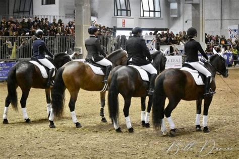 Cavallo Del Catria Protagonista Alla Fiera Cavalli Di Verona Non Solo