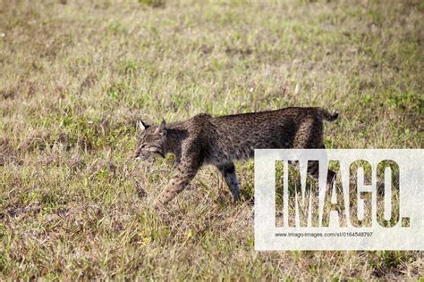 Cape Canaveral Fla A Bobcat Continues On Its Way Past The Press