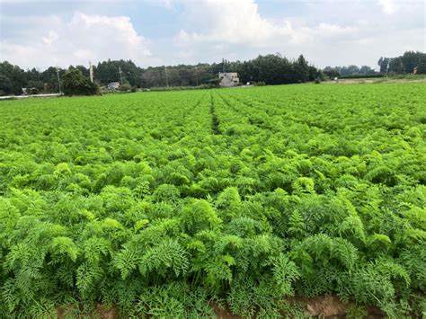 《農家直送》採りたて！有機野菜 人参 甘くてフルーティ🥕👩‍🌾アロマレッド 生でも焼いても美味😋 にんじん メルカリ