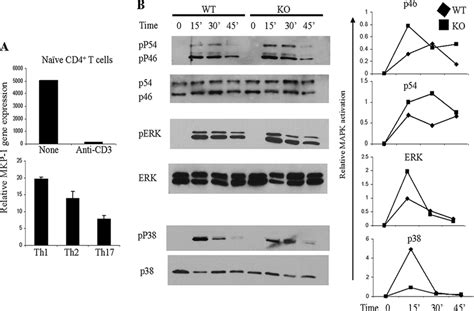 Regulation Of Mapk Activation By Mkp 1 In T Cells A Naïve Cd4 T Cells