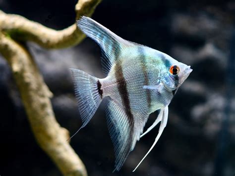 Skalar Blue Zebra Segelflosser Pterophyllum Scalare Var