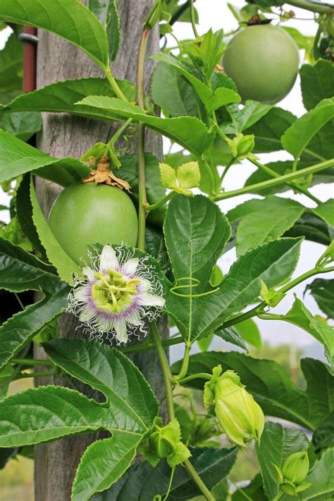 Passion Fruit Maracuja Passiflora Edulis On The Vine In Plantations