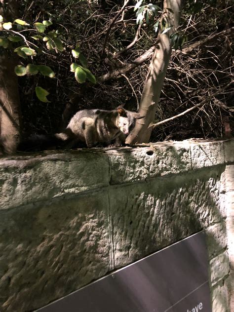 Nightlife in Kings Cross : r/sydney