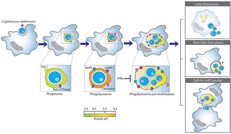 Frontiers Cryptococcus Neoformans Tripping On Acid In The